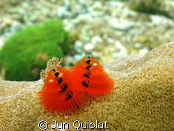 Christmas Tree Coral by Jun Quiblat 